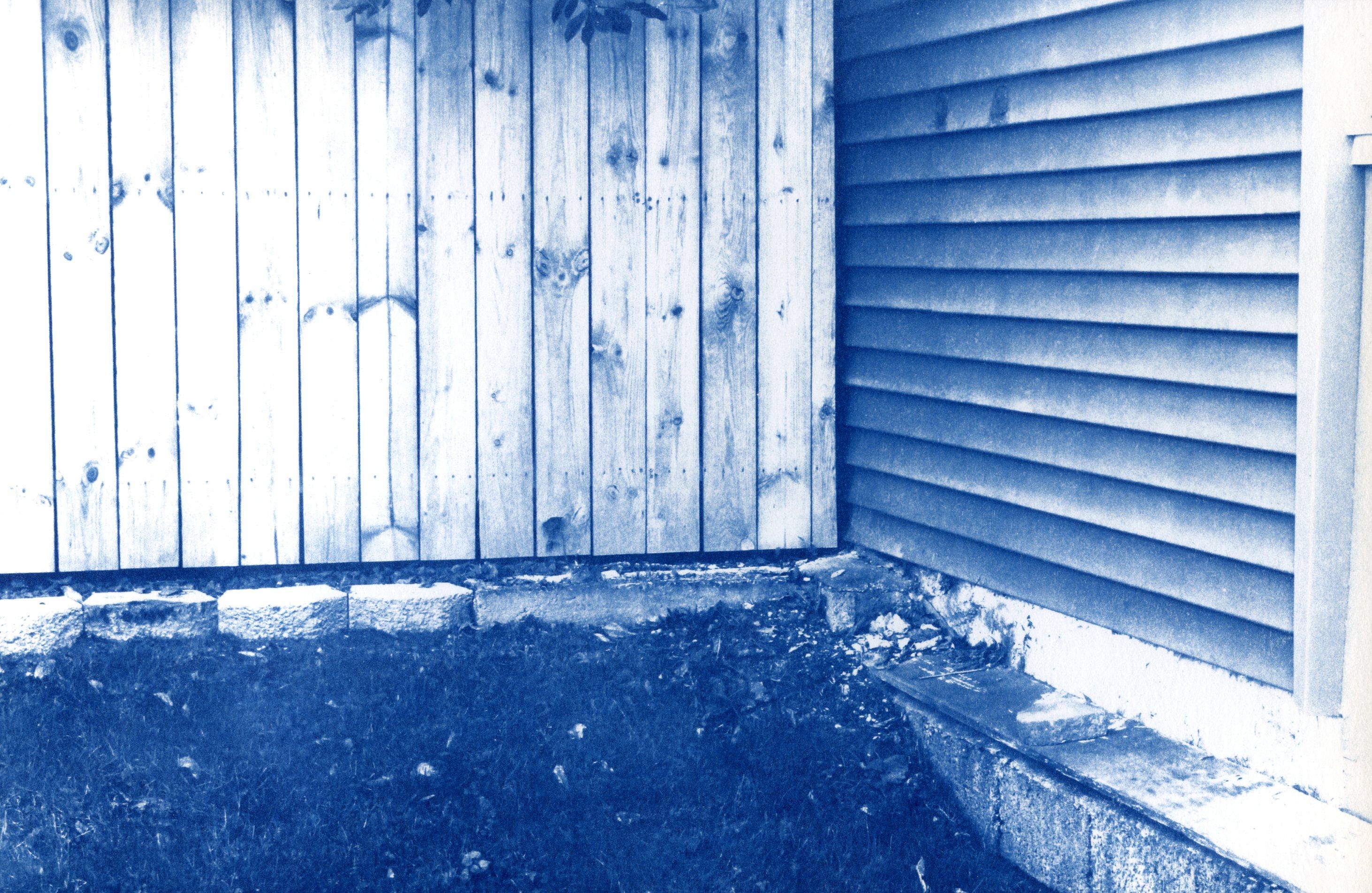 staring into the corner of the yard