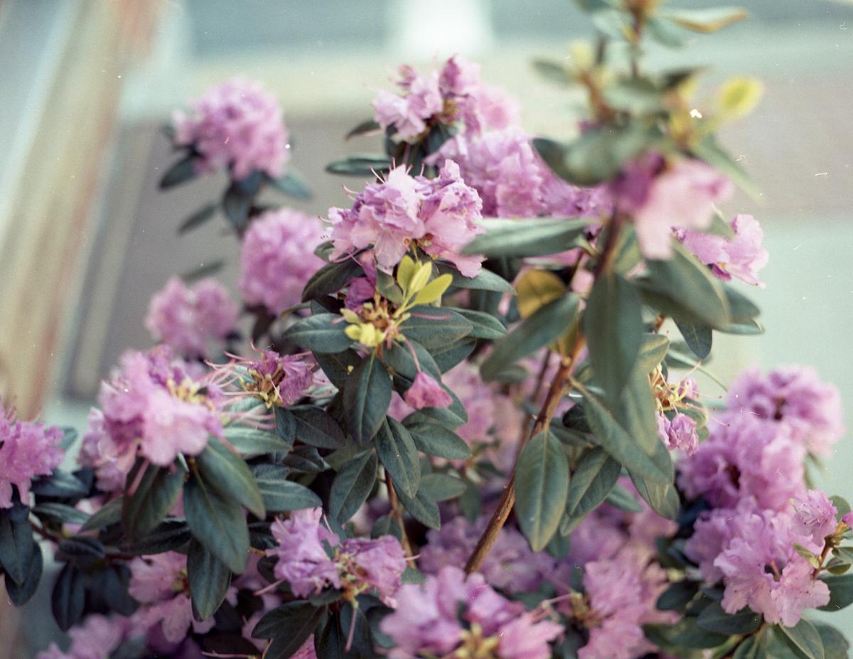 Pinks