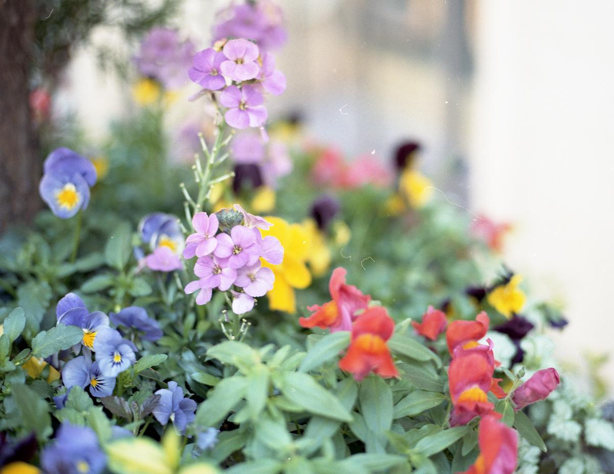 Flower Mix