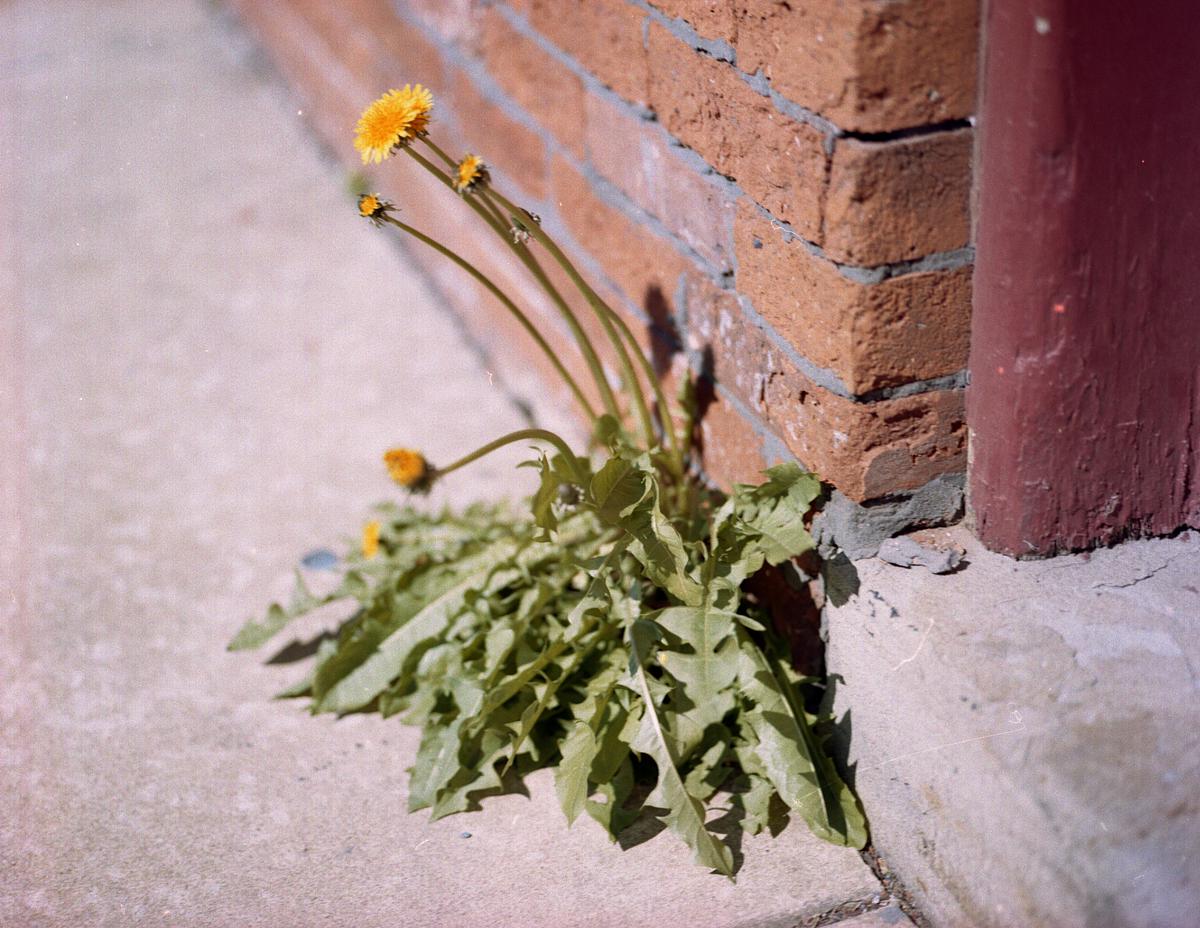 Dandylion/Brick